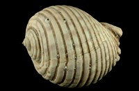 藏品(平凹鶉螺)的圖片